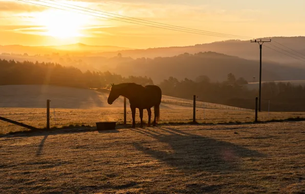 Picture field, sunset, horse