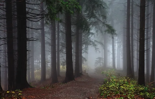 Picture forest, fog, morning