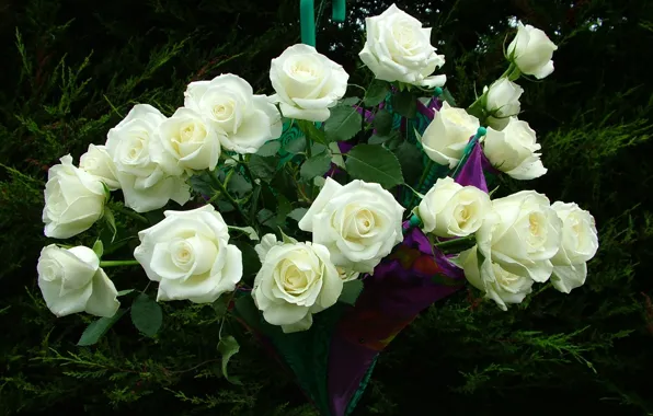 Picture umbrella, roses, bouquet, white roses
