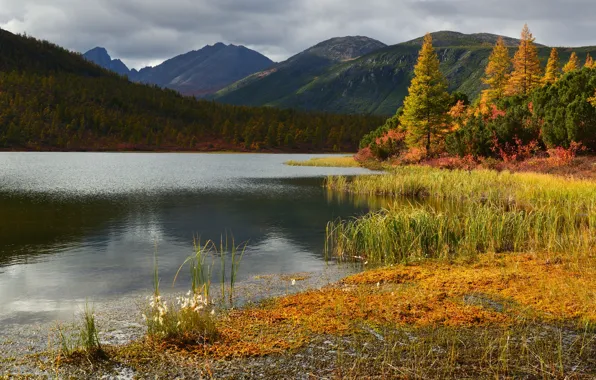 Picture autumn, grass, trees, landscape, mountains, nature, lake, forest, Kolyma, Maxim Evdokimov