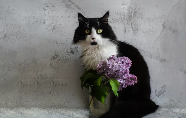 Picture cat, cat, look, face, flowers, glass, pose, background, wall, black and white, black, bouquet, lilac, …