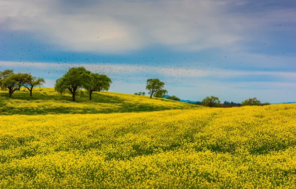 Picture field, clouds, trees, flowers, birds, hills, pack, yellow, meadow, a lot, blue sky, rape, rapeseed …