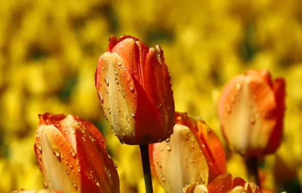 Picture drops, macro, flowers, spring, tulips, orange, buds, blurred background, fire