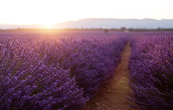 Picture field, summer, landscape, sunset, flowers, nature, lavender