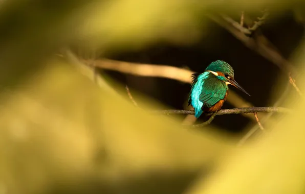 Picture light, background, bird, blur, branch, bokeh, Kingfisher