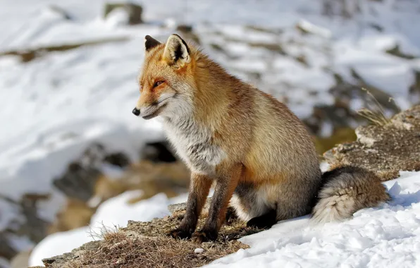 Picture winter, look, face, snow, nature, pose, Fox, sitting, Fox, blurred background, on the slope