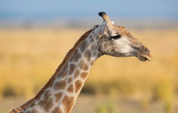 Picture face, portrait, giraffe, profile, yellow background, neck