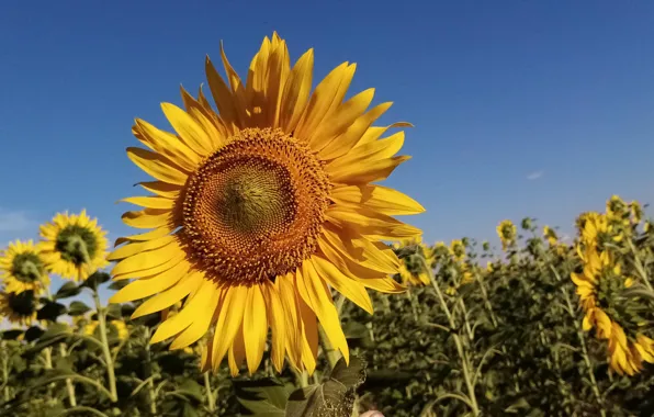 Picture plant, Nature, sunflower, the sun