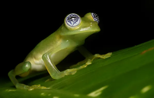 Picture eyes, look, macro, leaf, frog, black background, green