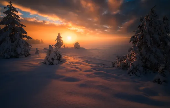 Picture winter, the sky, the sun, clouds, snow, trees, sunset, fog, tree, tree