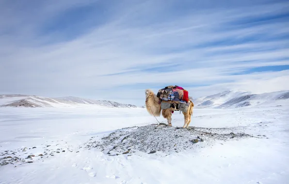 Picture Winter, Mongolia, Camel, Migration