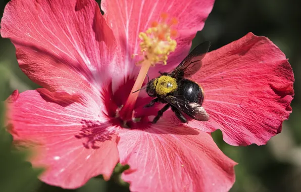 Picture flower, macro, red, bee, pollen, bumblebee, hibiscus