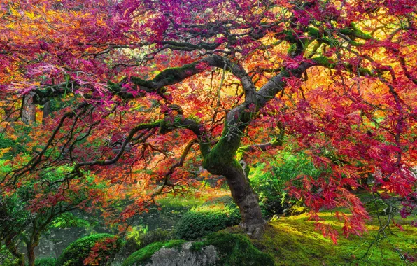 Picture autumn, tree, giant, maple