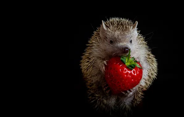 Picture look, pose, strawberry, berry, muzzle, hedgehog, black background, hedgehog