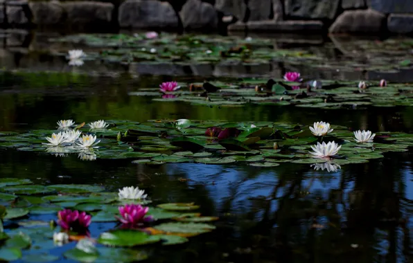 Picture leaves, flowers, lake, pond, the dark background, stones, shore, pink, white, water lilies, pond, nymphs