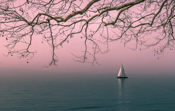 Picture landscape, branches, nature, tree, boat, sailboat, morning