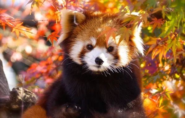 Picture autumn, look, face, leaves, light, portrait, red Panda, cutie, red Panda