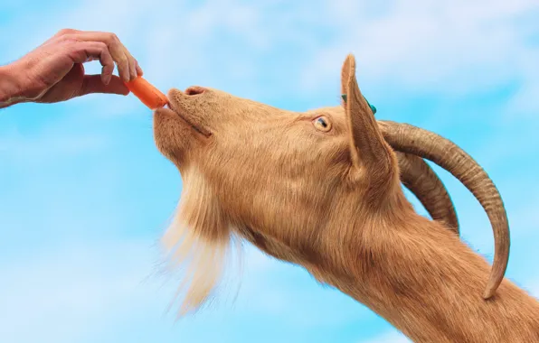 Picture the sky, face, hand, goat, food, carrots, goat, blue background