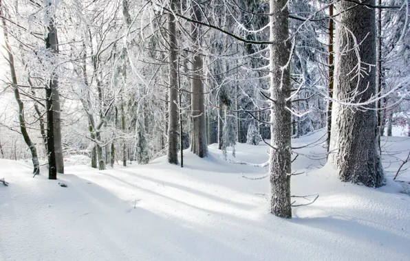 Picture cold, winter, forest