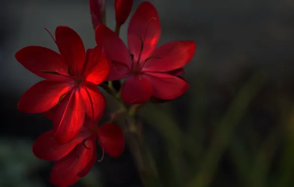 Picture Flowers, Plant, Flowers, Plant, Красная Герань, Red Geranium