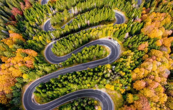 Picture forest, road, trees, autumn, aerial view
