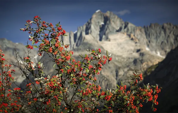 Picture mountains, berries, Bush
