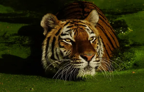 Picture tiger, portrait, pond, duckweed
