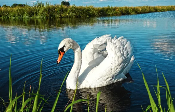 Picture swan, river, landscape, lake