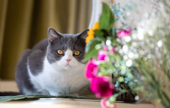 Picture cat, cat, look, flowers, pose, bouquet, curtains, face, bokeh, British, grey with white