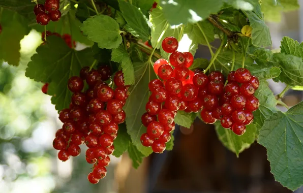 Picture leaves, light, branches, berries, red, currants, red currant