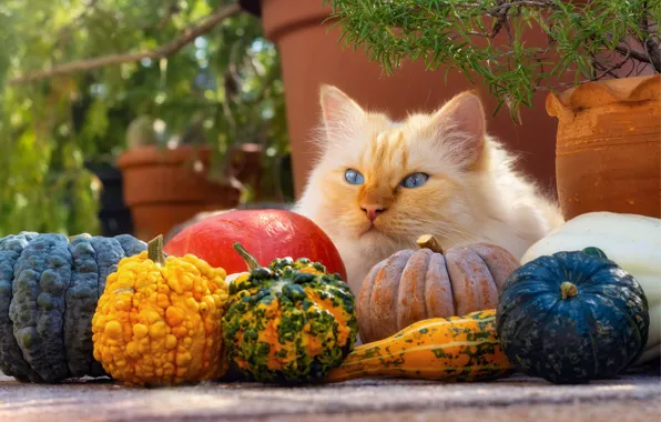 Picture autumn, cat, cat, look, face, branches, pose, garden, harvest, red, pumpkin, lies, blue eyes, pots, …