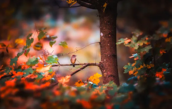 Picture autumn, forest, bird