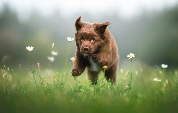 Picture grass, look, flowers, nature, pose, fog, jump, glade, chamomile, dog, baby, meadow, running, puppy, haze, …
