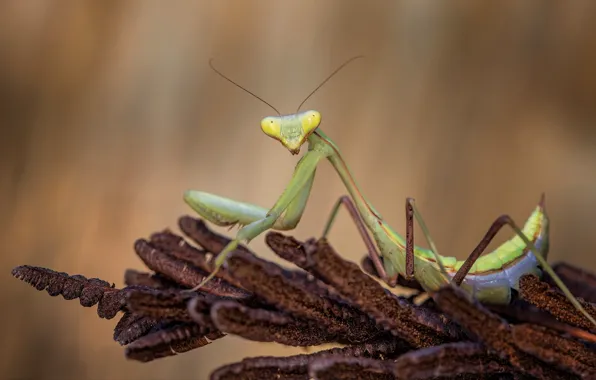 Picture look, macro, pose, background, plant, mantis, insect