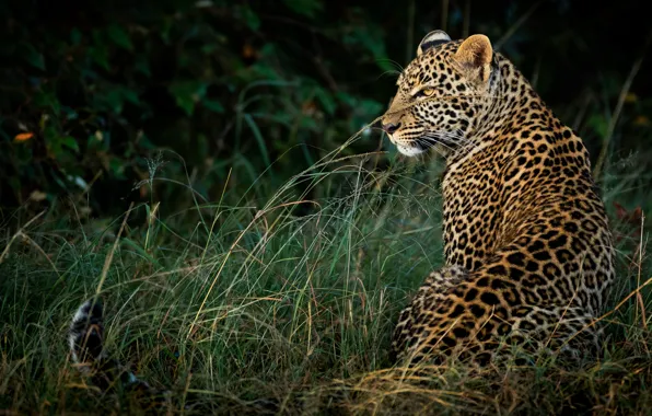 Picture grass, look, nature, the dark background, leopard, profile, sitting