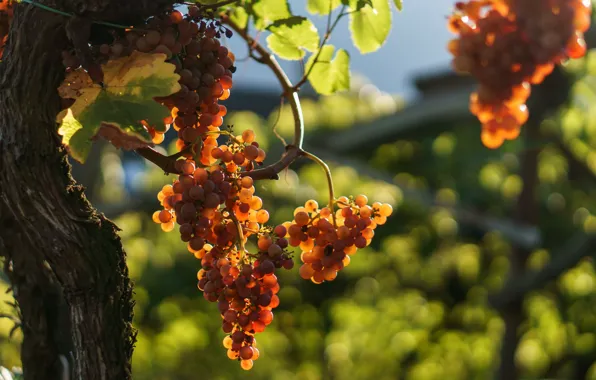Picture leaves, grapes, bunches, bokeh, vecci
