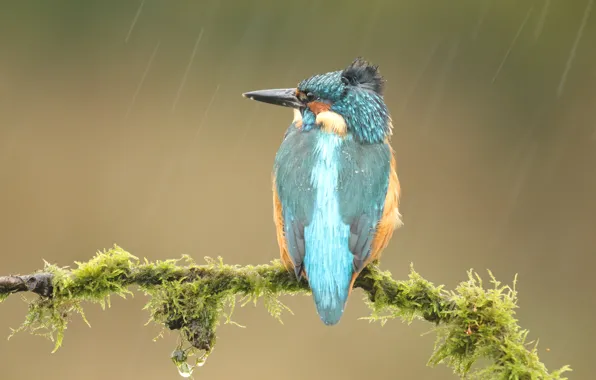 Picture drops, background, rain, bird, moss, wings, branch, back, bird, blue, Kingfisher, bright plumage, ruffled, bird