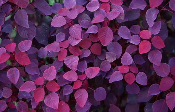 Picture Nature, Purple, Wallpaper, Foliage