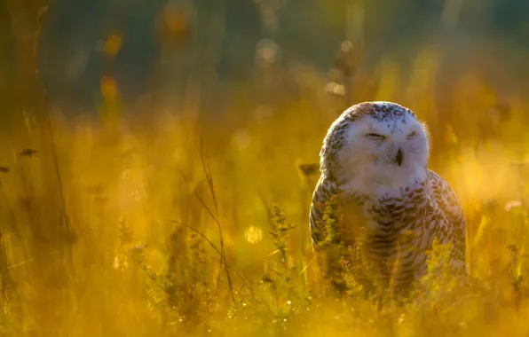 Picture nature, owl, bird, glade, white, yellow background, polar, snowy owl, Arctic