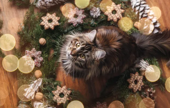 Picture cat, cat, Christmas, New year