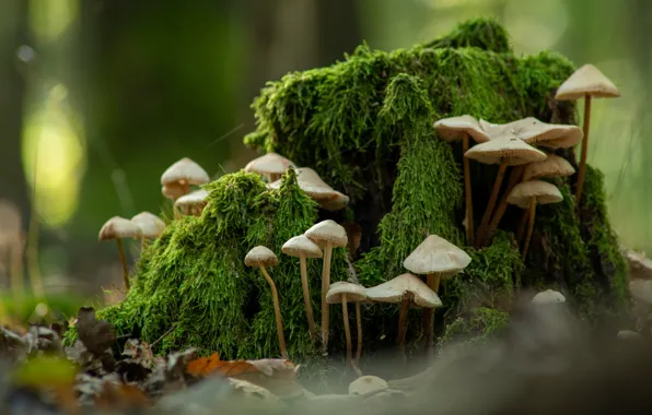 Picture greens, autumn, leaves, nature, mushrooms, moss, stump, toadstool, family