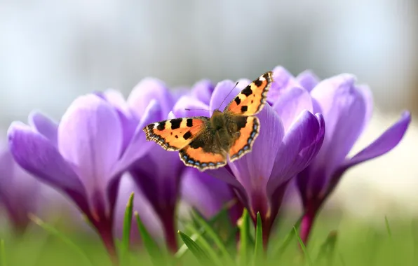 Picture macro, flowers, butterfly, glade, spring, crocuses, insect, lilac, bokeh, urticaria