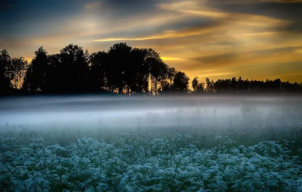 Picture fog, morning, meadow