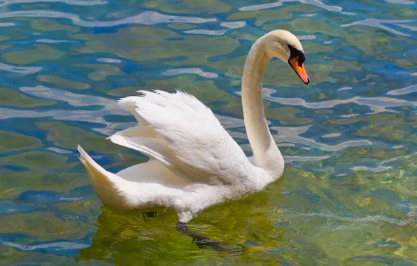 Picture white, bird, Swan, pond