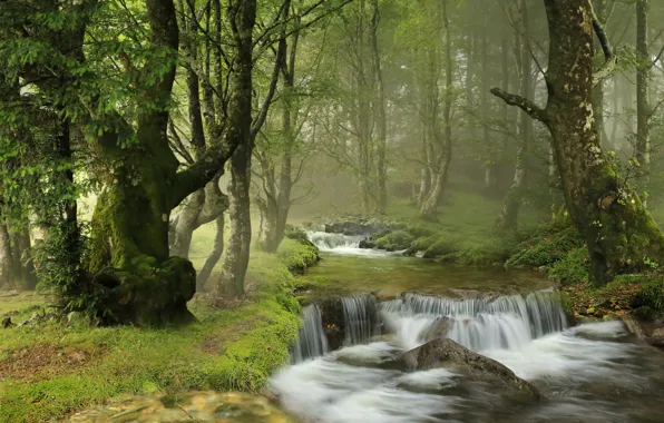 Picture forest, trees, river, waterfall, Spain, cascade, Spain, Navarre, Navarre