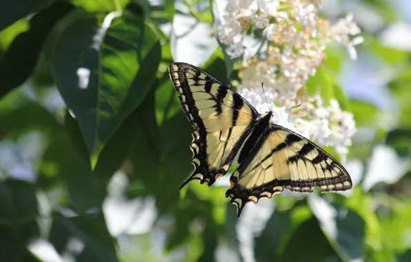 Picture leaves, flowers, butterfly, spring, lilac, bokeh, swallowtail