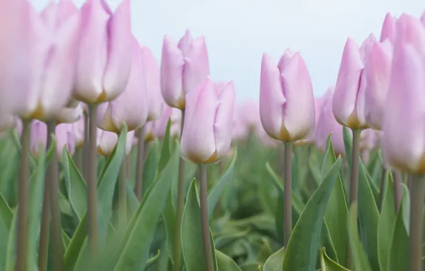 Picture flowers, spring, tulips, pink, buds, flowerbed