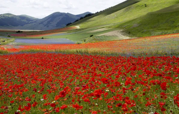 Picture field, flowers, mountains, Maki