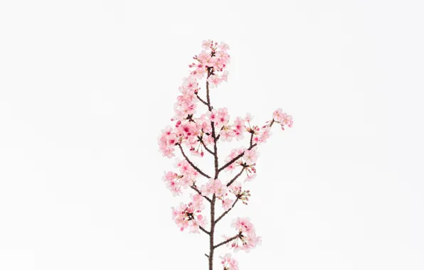 Picture flower, flowers, cherry, background, Sakura, flower, flowers, background, sakura, cherry