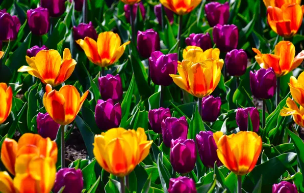 Picture flowers, bright, spring, purple, assorted colors, tulips, orange, flowerbed, a lot